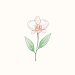 Orchid Oil