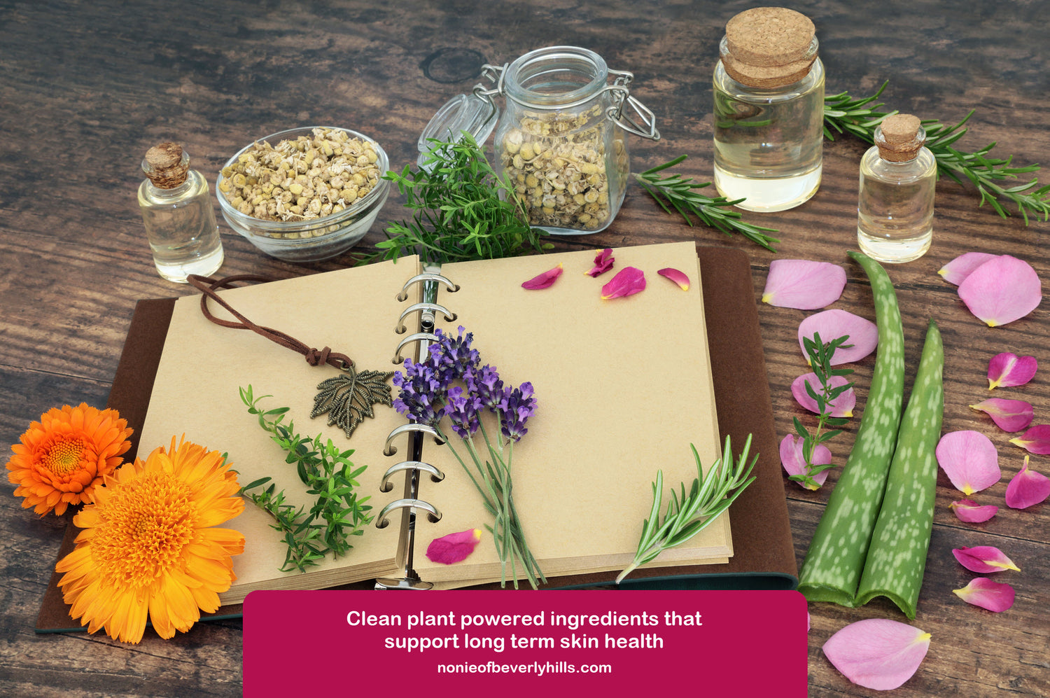 Natural botanicals herbs flowers and aloe arranged around an open journal on a wooden table representing plant based skincare ingredients.